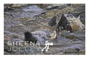 Grey Seal  pup  mammal white fur  Ireland  Co Galway photograph  sea  waves  rocks tail  mermaid myth  curious  play  inquisitive  photograph The Mermaid.jpg The Mermaid.jpg The Mermaid.jpg The Mermaid.jpg